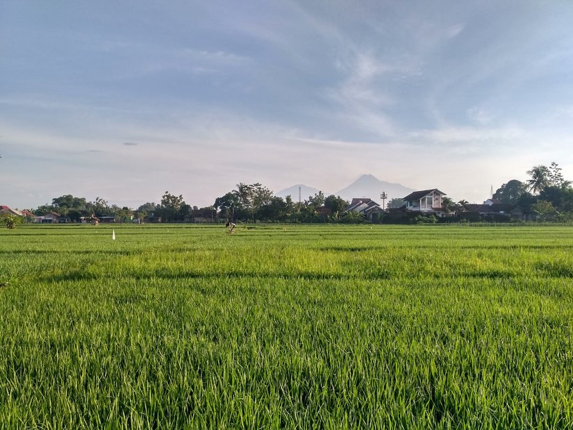 Dilema Regulasi Lahan Sawah Dilindungi | KF Map – Digital Map for Property and Infrastructure in Indonesia